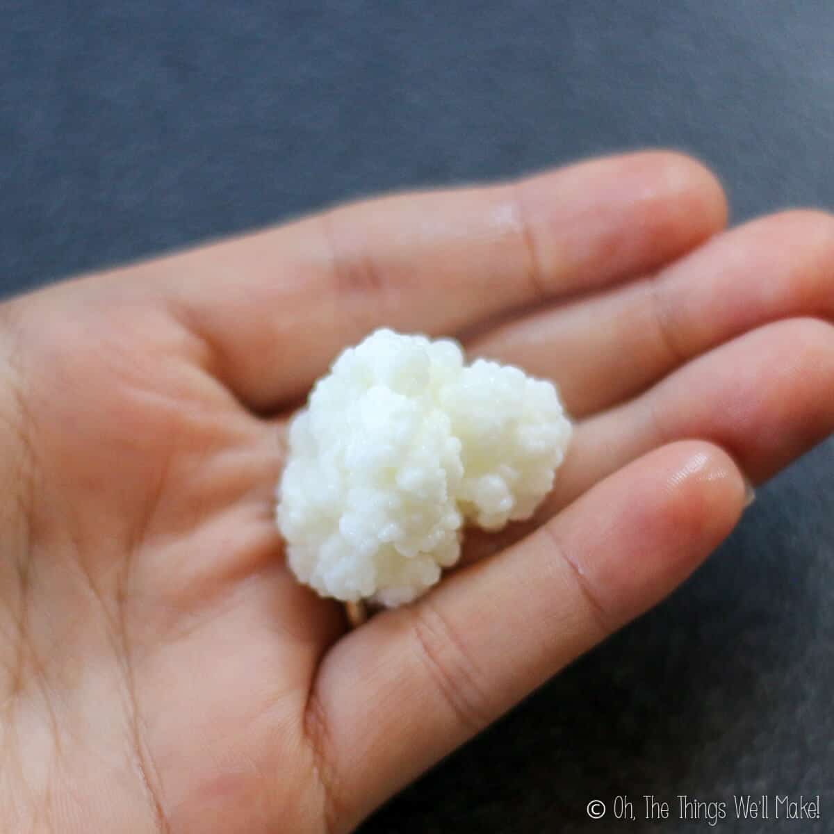 A large milk kefir grain on the palm of a hand.