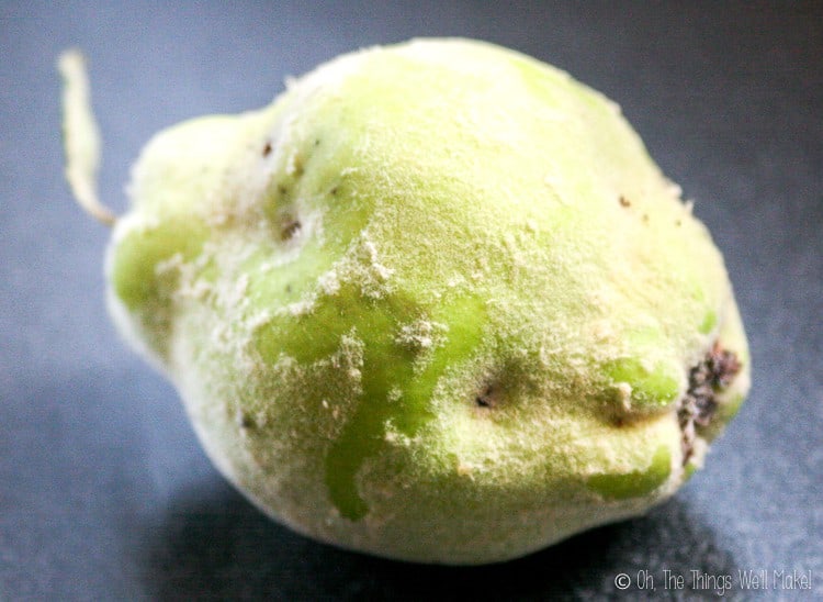 Closeup of quince fruit, showing its fuzzy skin