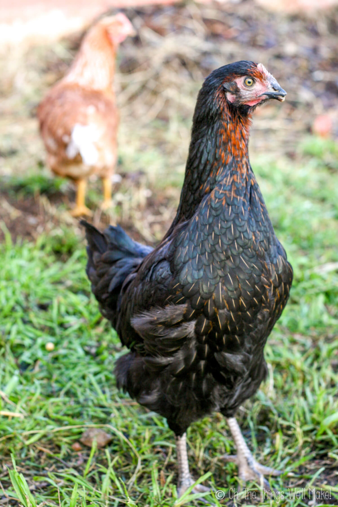 A closeup of a black hen.