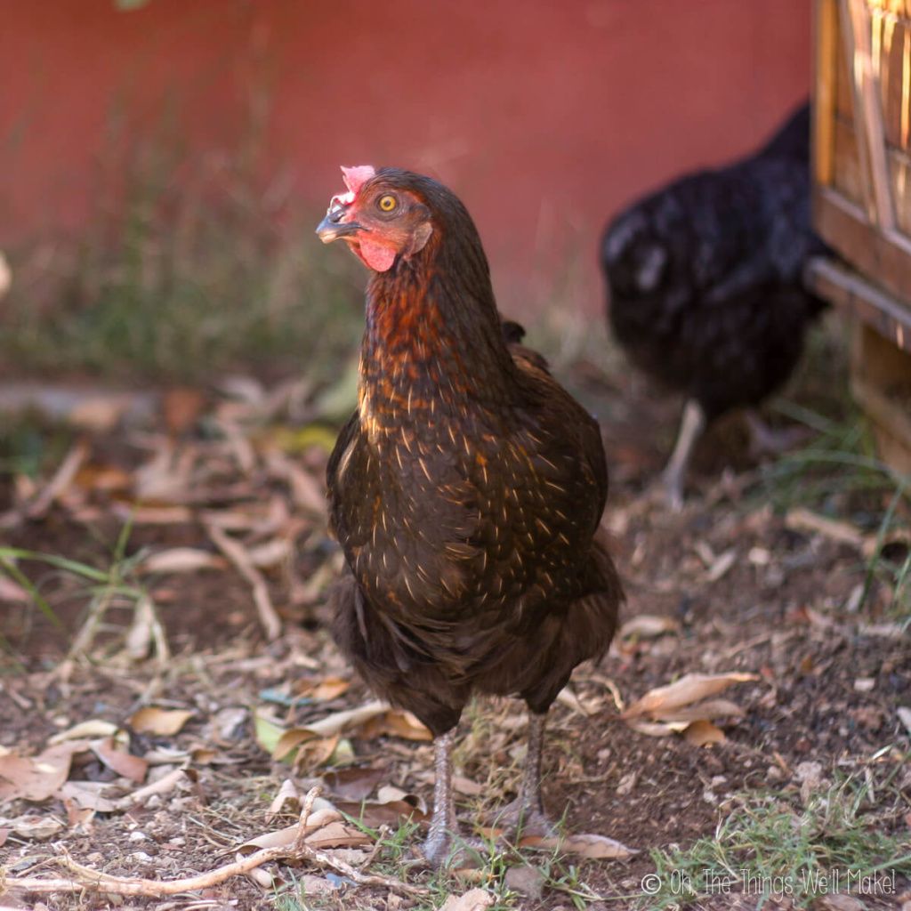A black hen in front of another black hen and a chicken coop