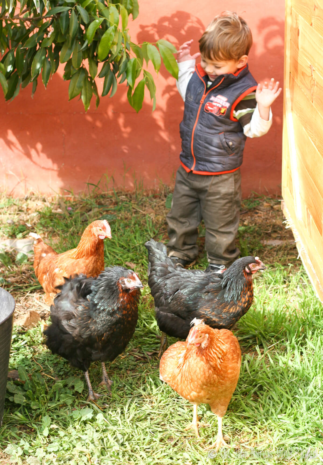 A boy with 4 hens, Pepper, Ginger, Nutmeg, and Ronaldiña.