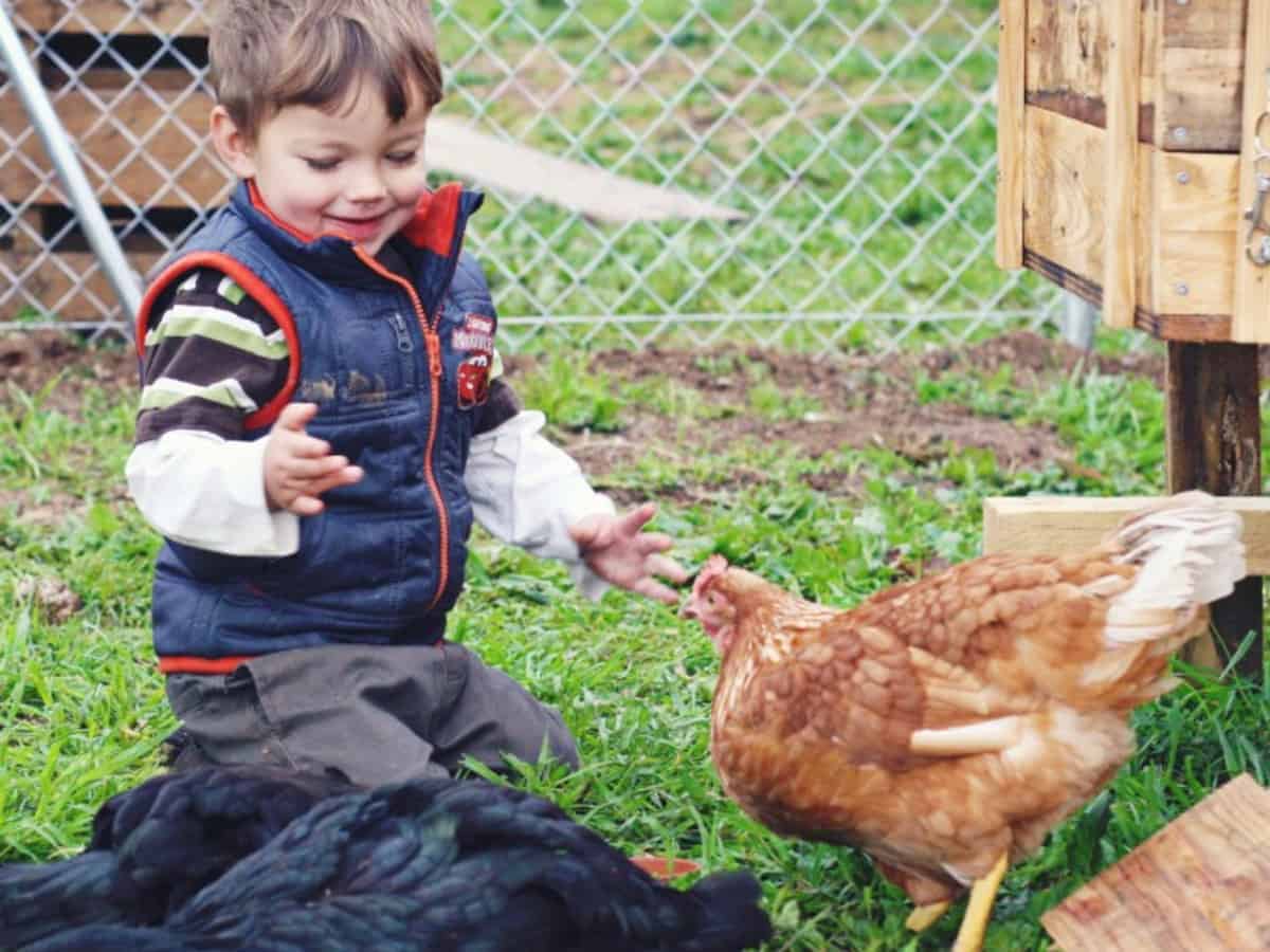 A little boy bent down on the ground, playing with several black and brown hens.