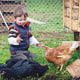 A little boy bent down on the ground, playing with several black and brown hens.