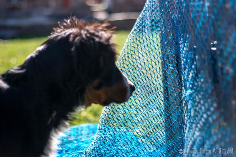 A young Bernese mountain dog looking into an area covered with a net.