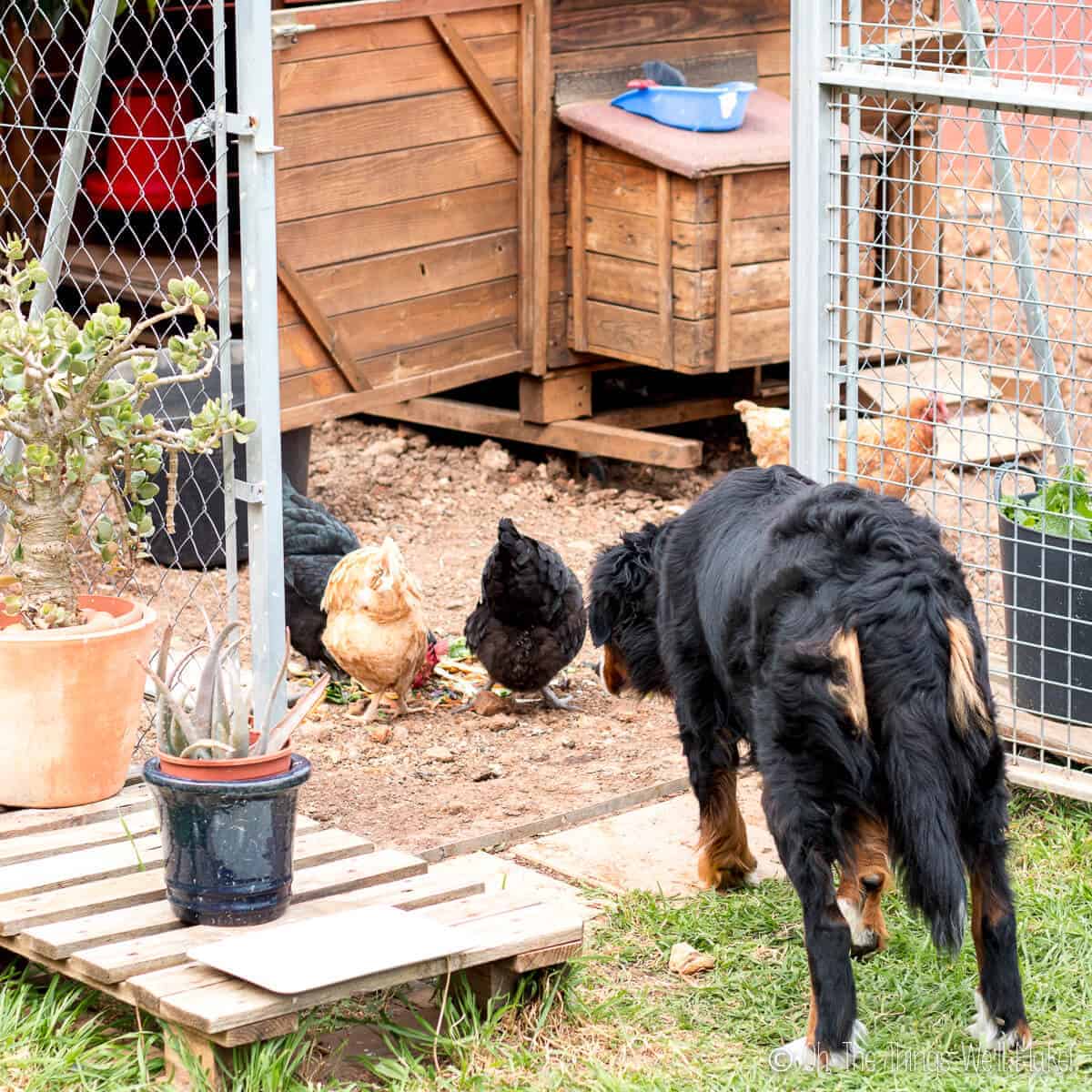 Want an Easy Way to Keep Predators Away from Your Chickens? Oh, The