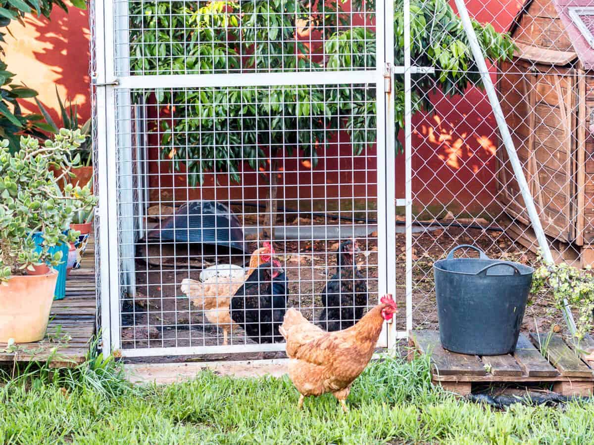 3 hens, 2 black and 1 brown, inside a chain linked fence with a wood house inside. 1 brown hen outside the fence walking around.