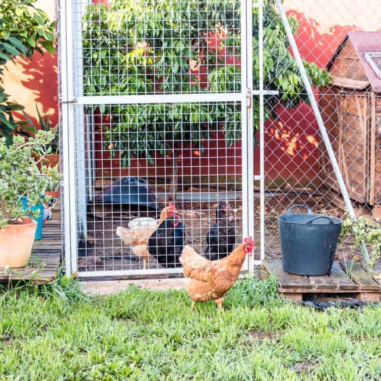 3 hens, 2 black and 1 brown, inside a chain linked fence with a wood house inside. 1 brown hen outside the fence walking around.