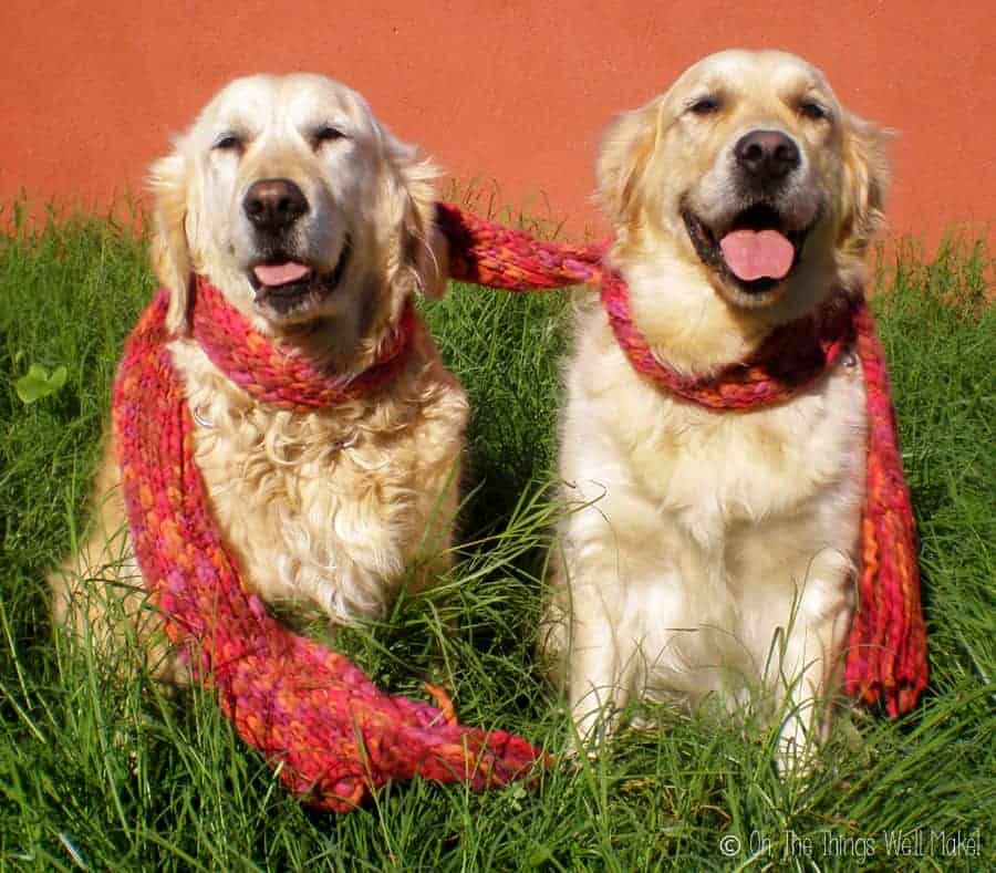 Two golden retrievers sharing a warm knitted scarf