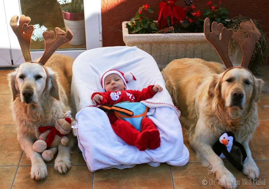 A baby dressed as Santa Claus in a bouncer seat with 2 golden retrievers wearing reindeer antlers, one on each side of him.