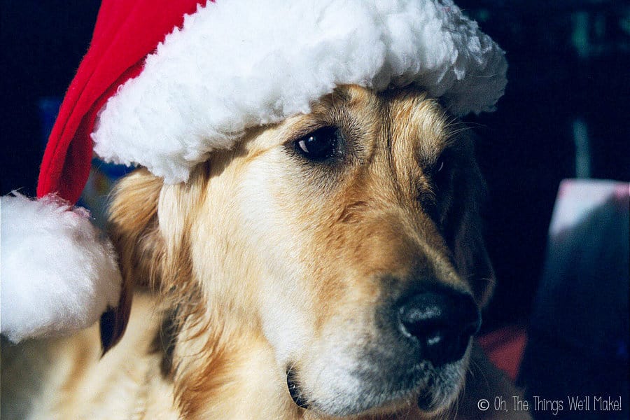 Golden retriever wearing a Santa Claus hat