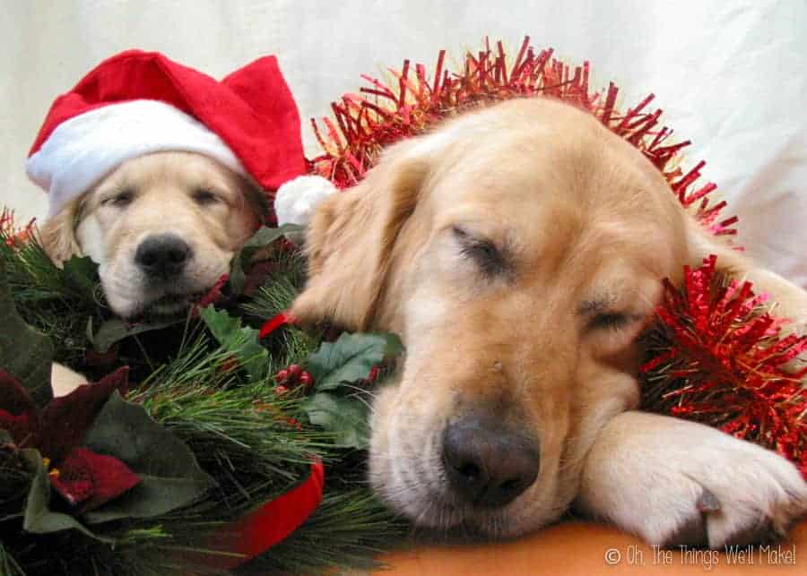 Two golden retrievers asleep with tinsel and Christmas pine and holly. The puppy is wearing a Santa Claus hat.