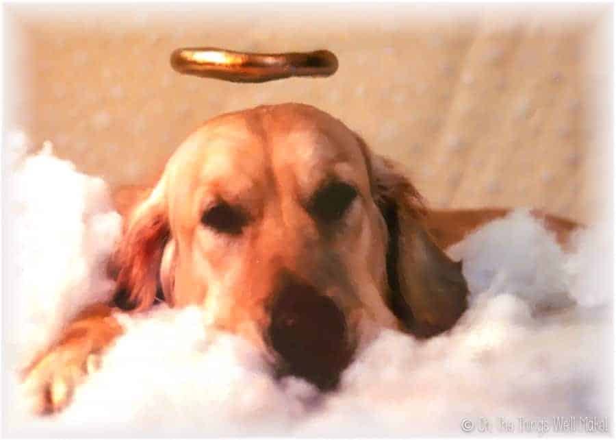 Golden retriever on cotton cloud with angel halo over her head