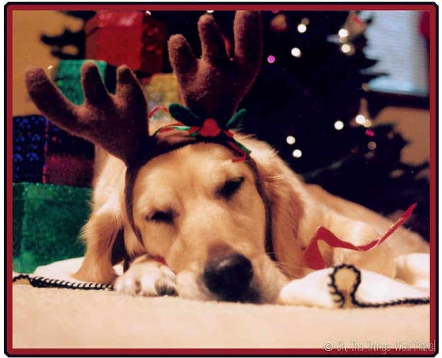 Golden retriever sleeping under a Christmas tree wearing reindeer antlers