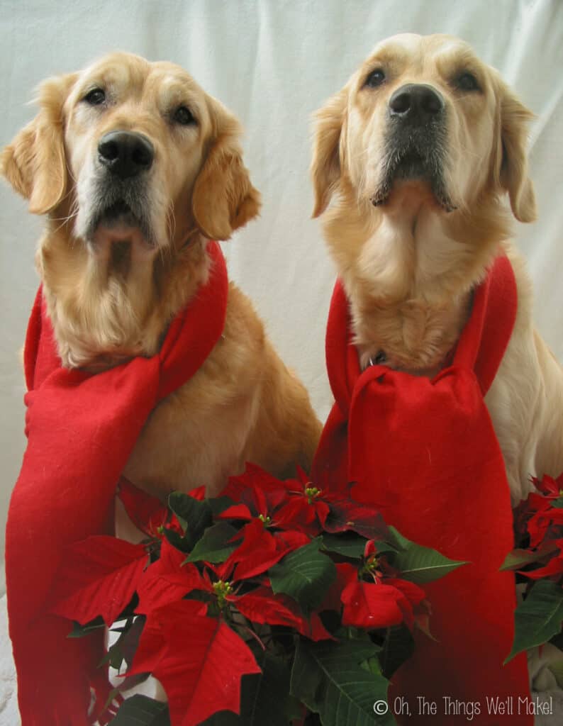 2 golden retrievers wearing scarves behind poinsettia plants