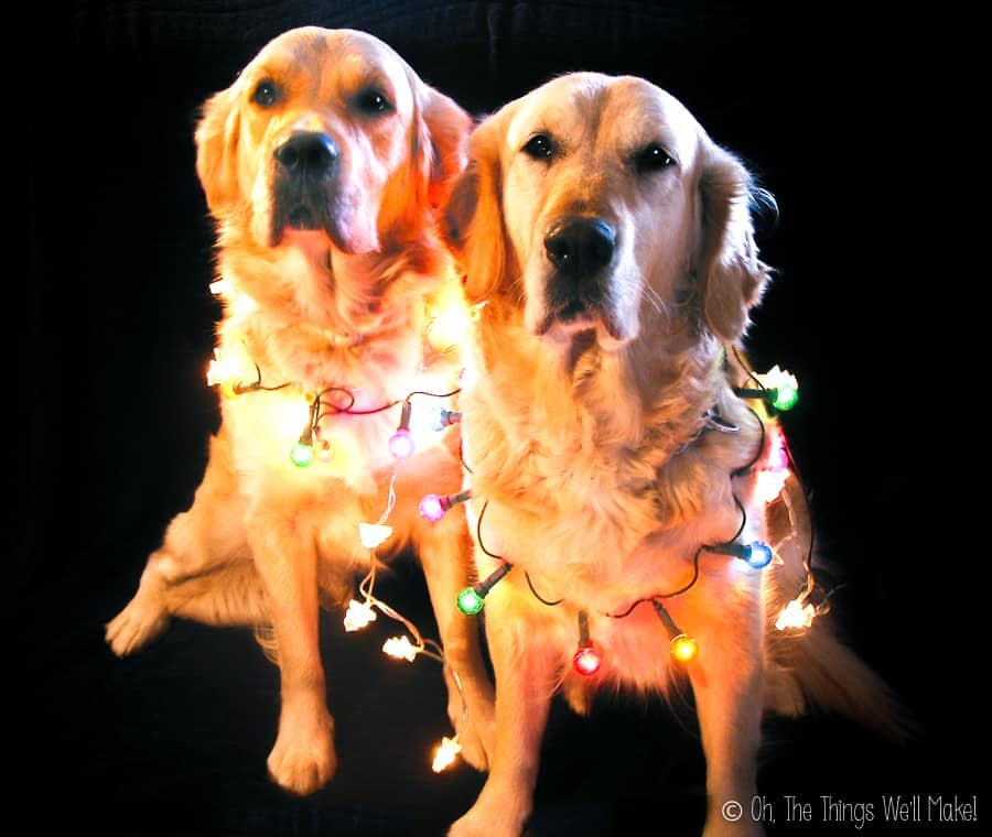 2 golden retrievers wearing Christmas lights