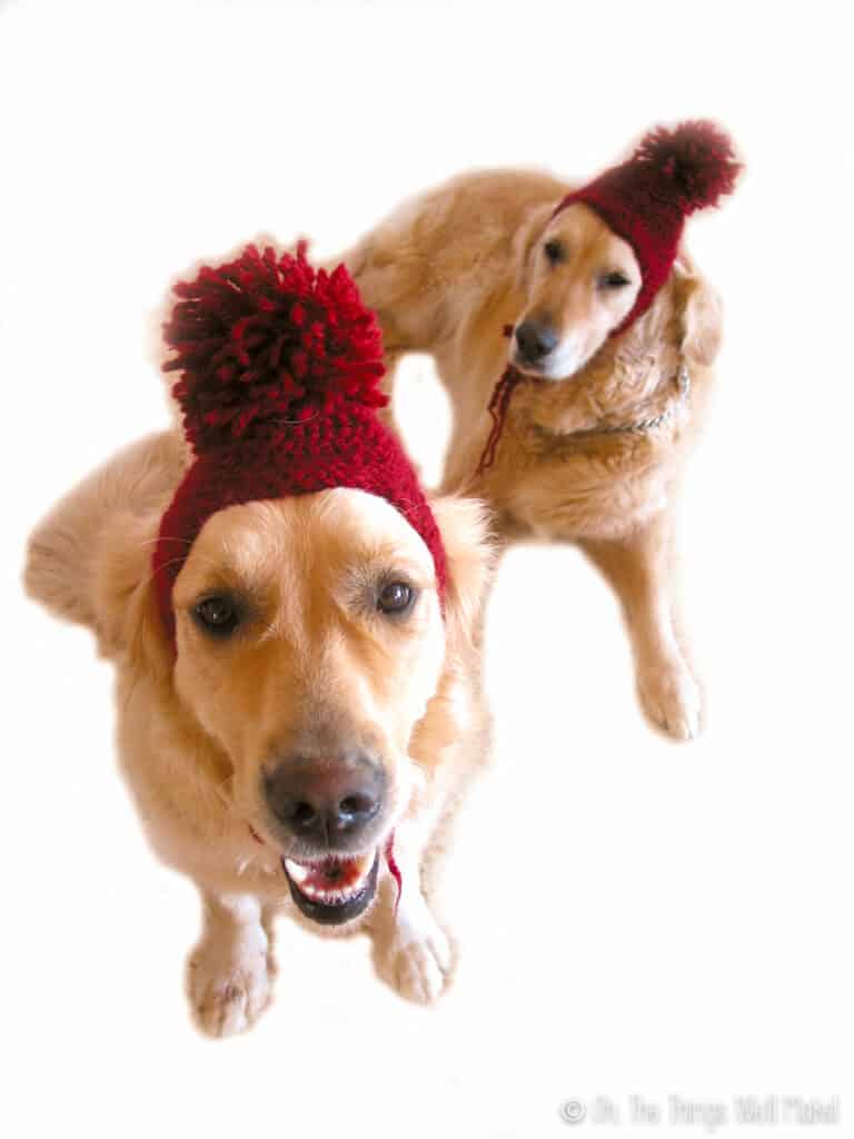 Two golden retrievers wearing snow hats with pompoms