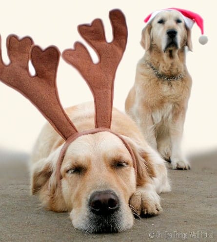 Two golden retrievers: one wearing a Santa Claus hat and the other wearing reindeer antlers