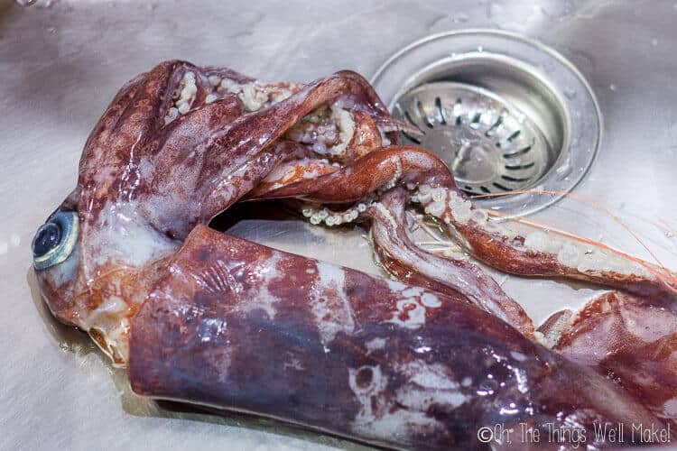 fresh, whole squid in a kitchen sink