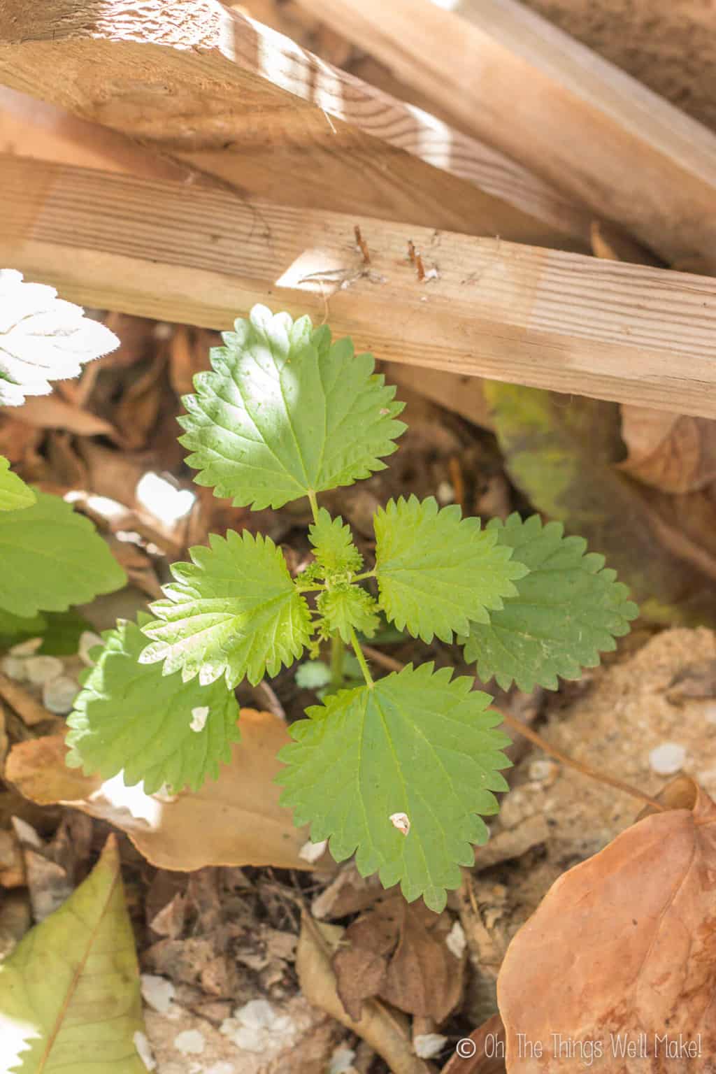 Stinging nettle plant growing in the garden.