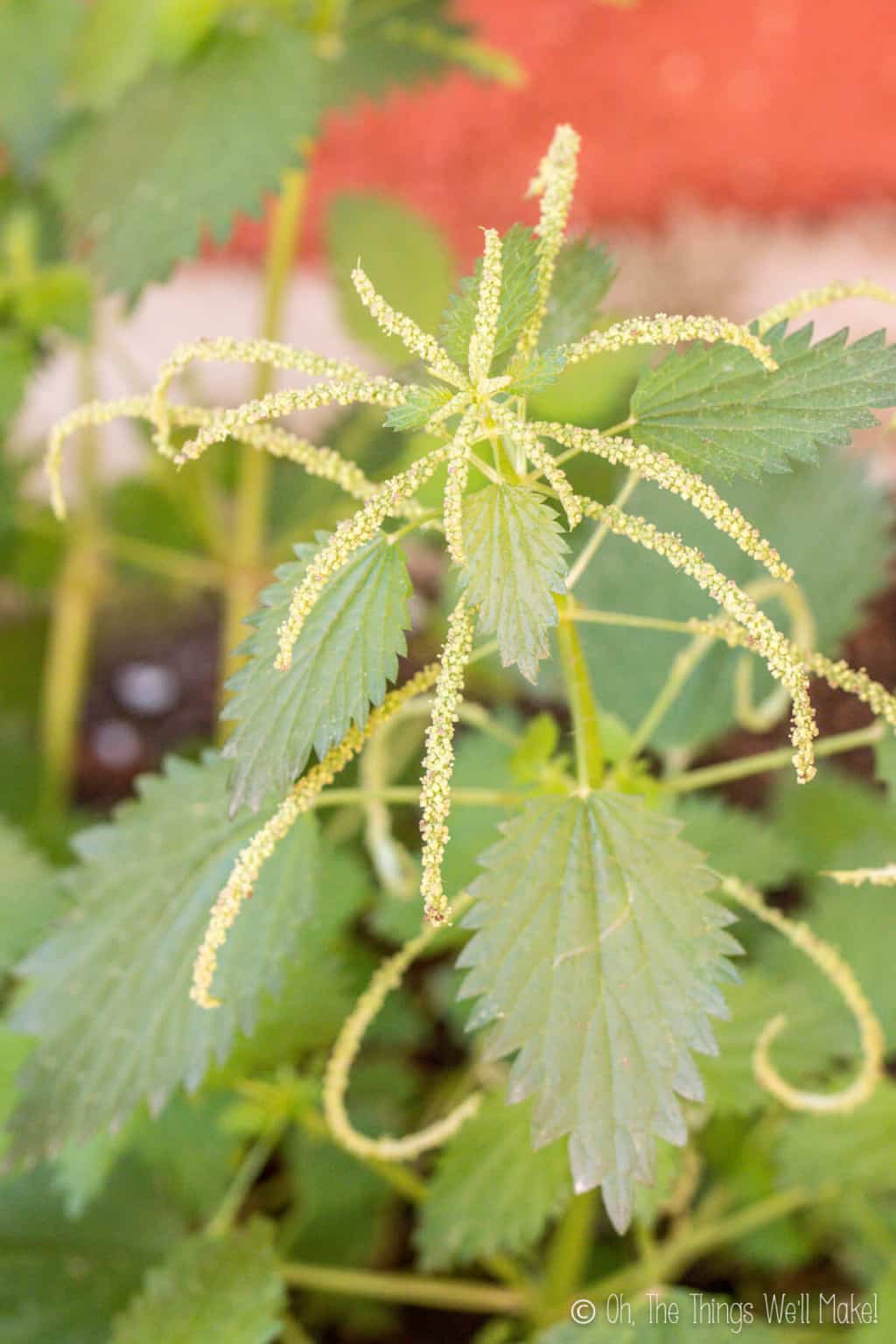 Close up of older nettle plant showing  yellow nettle flowers.