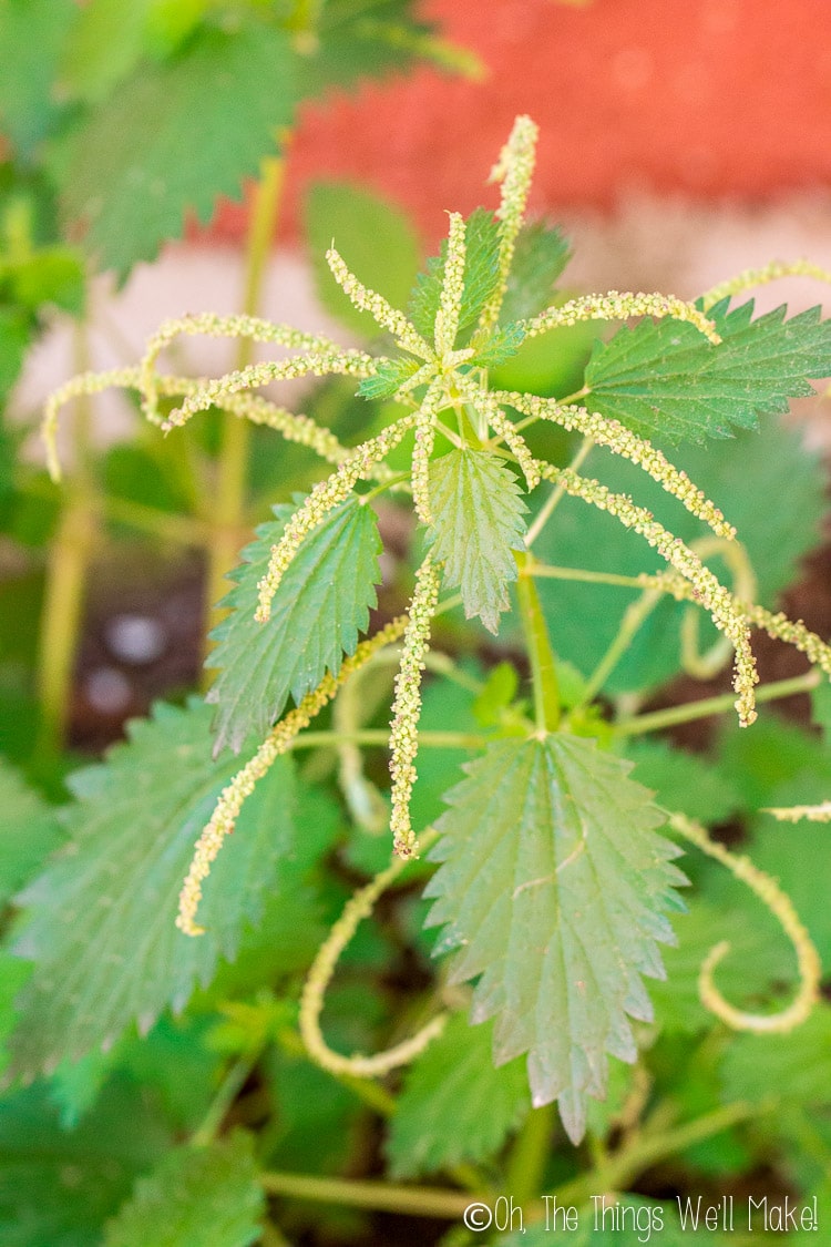 older nettle plant showing nettle flowers