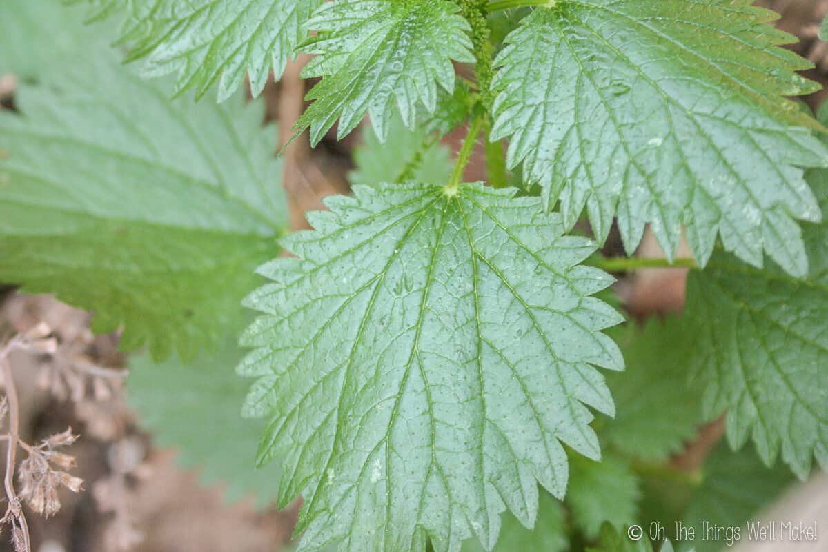 Close up of green stinging nettle leaves.