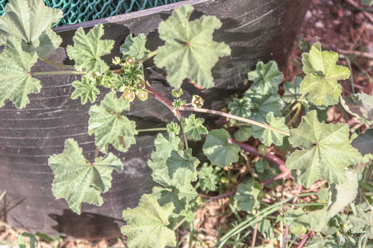 Wild mallow plant growing in the garden.