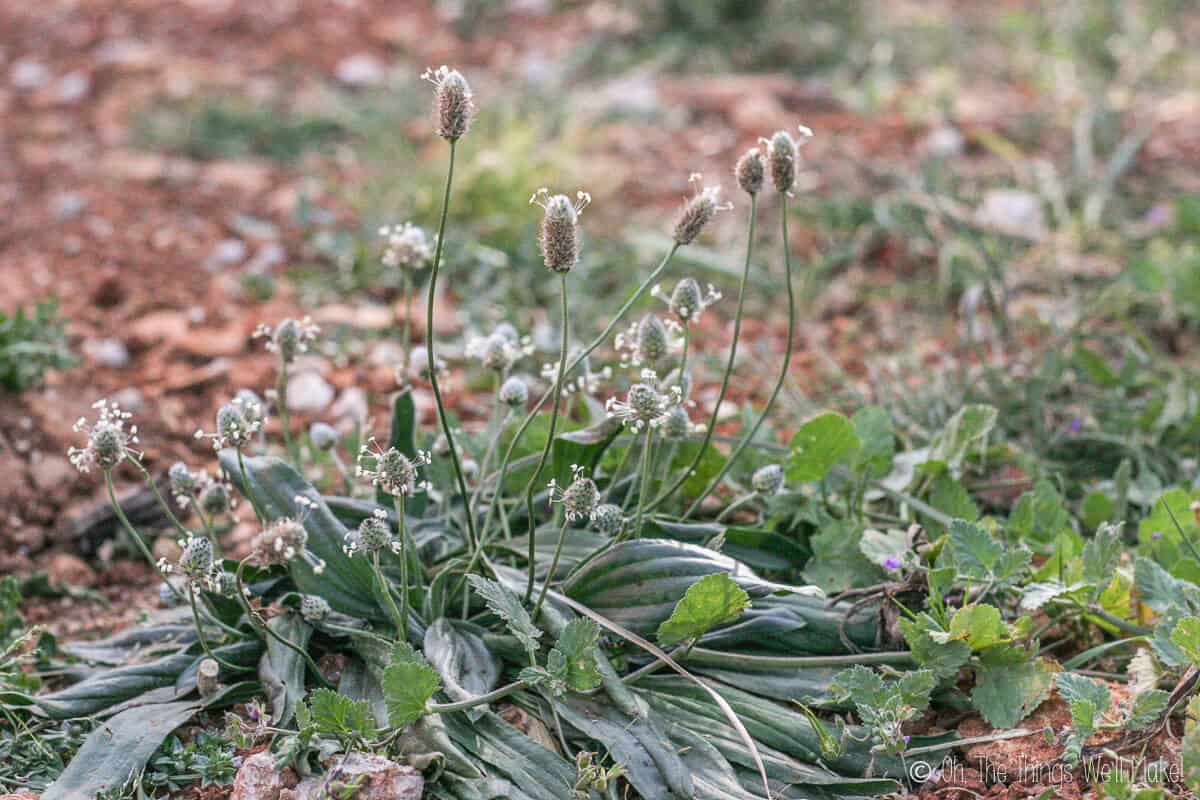 Wild plantain plants growing in the garden.