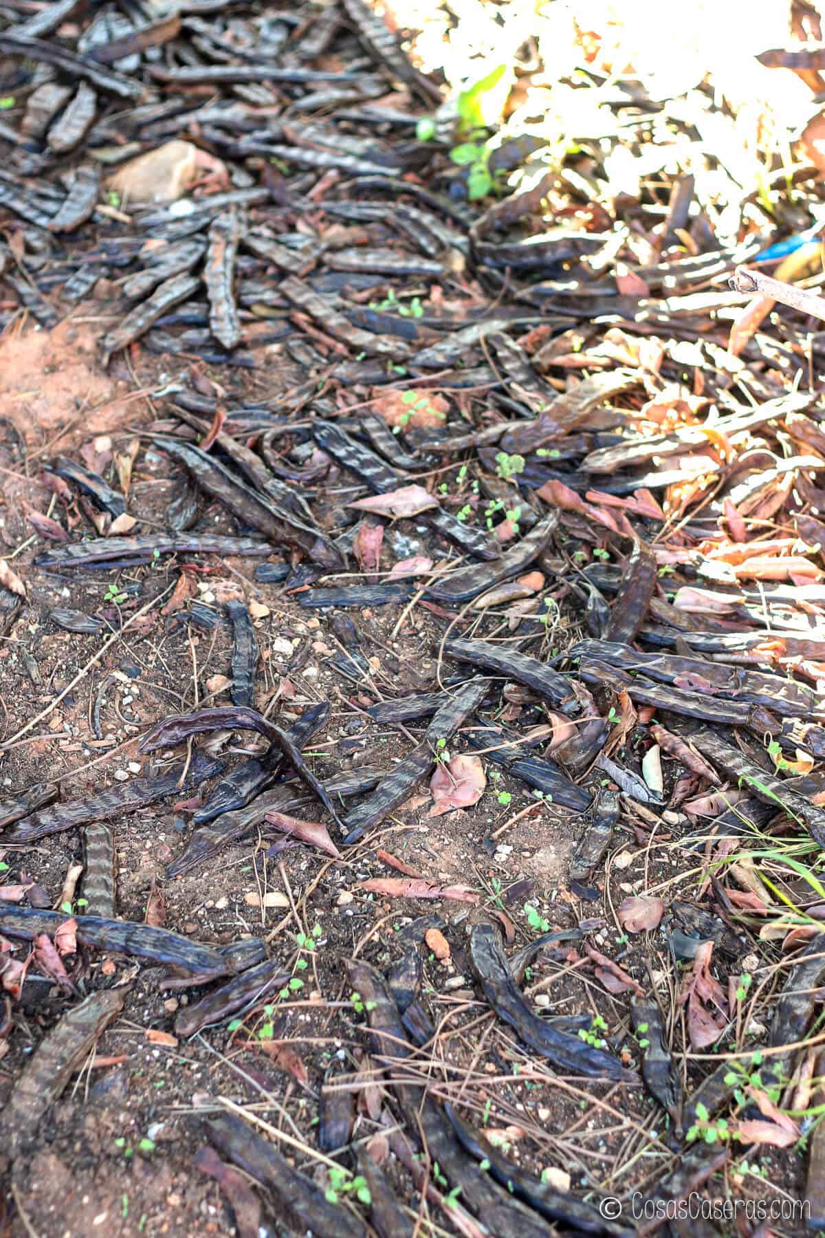 Carob pods on the ground