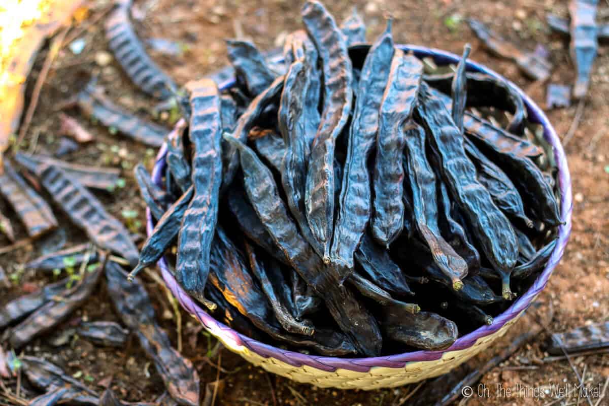 Carob pods in a basket