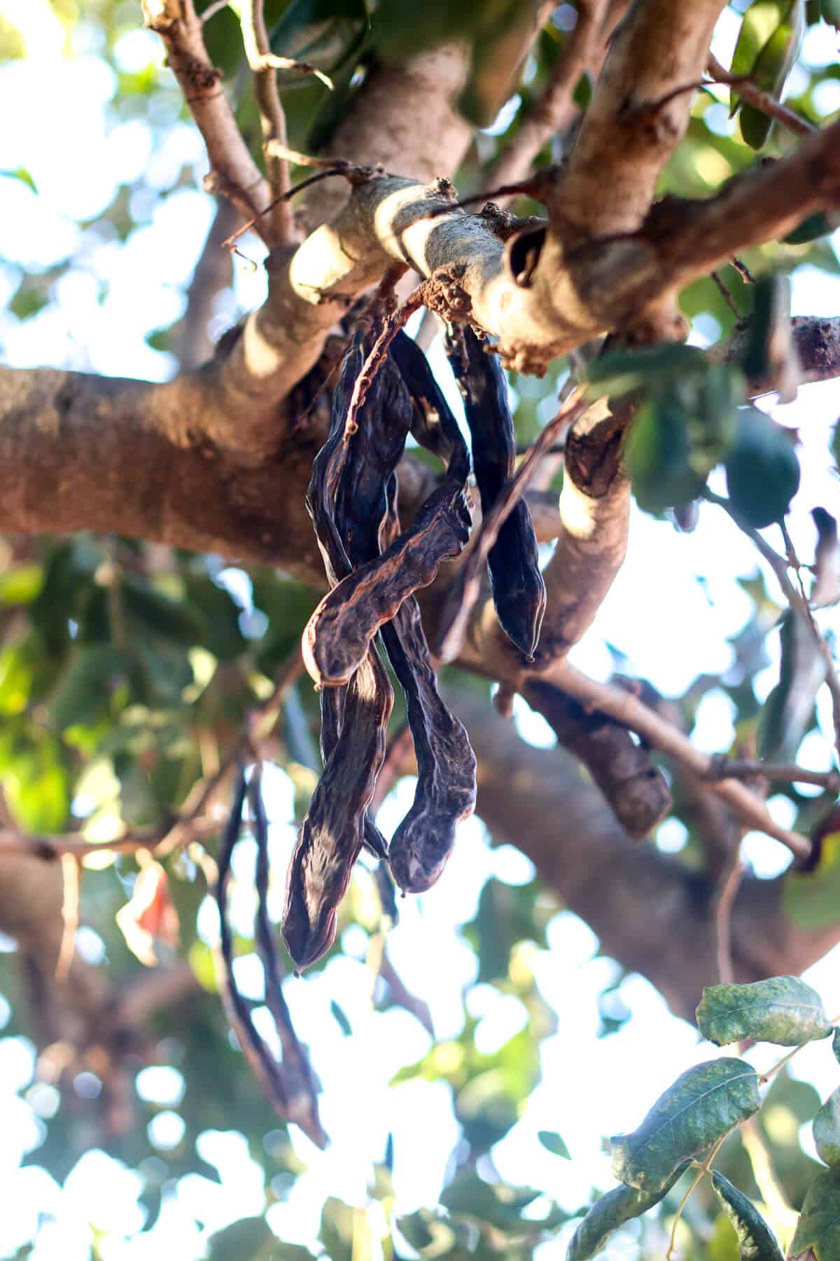 Closeup of carob pods on a tree