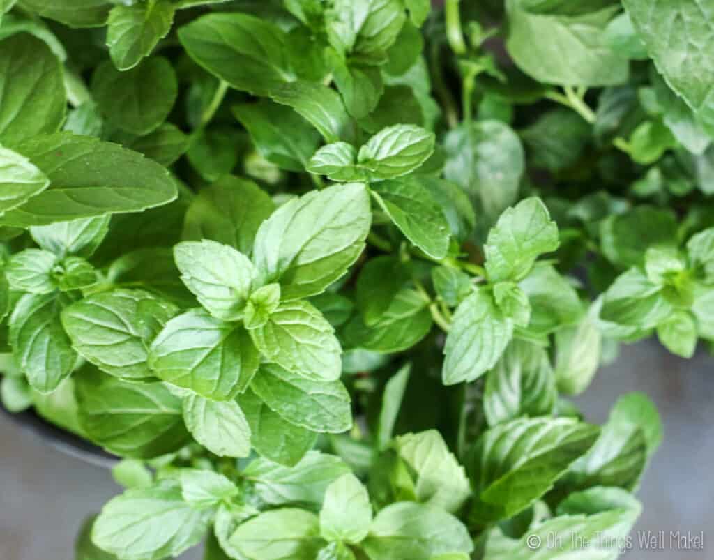 A bunch of fresh peppermint leaves.