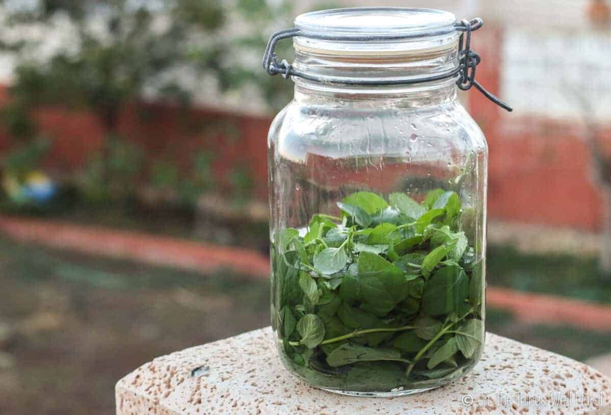 Homemade Peppermint Liqueur Oh, The Things We'll Make!