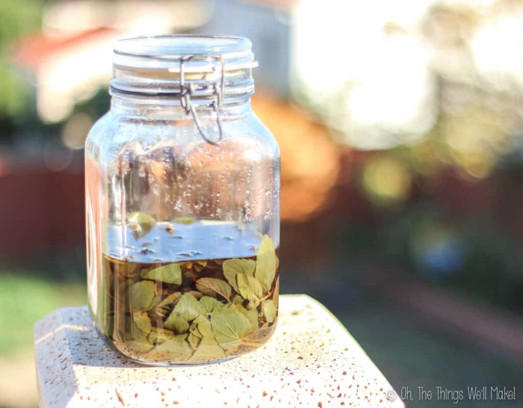 A jar of vodka with peppermint leaves.