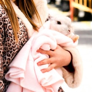 A rabbit covered in pink blanket held by a woman wearing an animal print jacket.