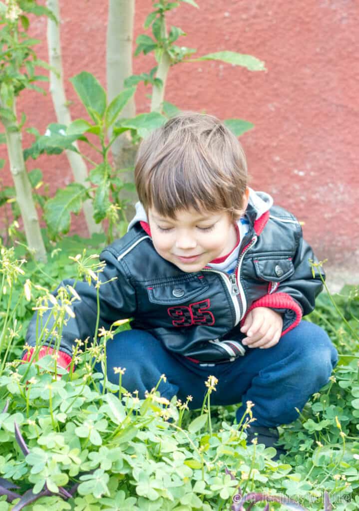A young boy in a patch of clovers looking for clovers for a St. Patrick's Day activity.