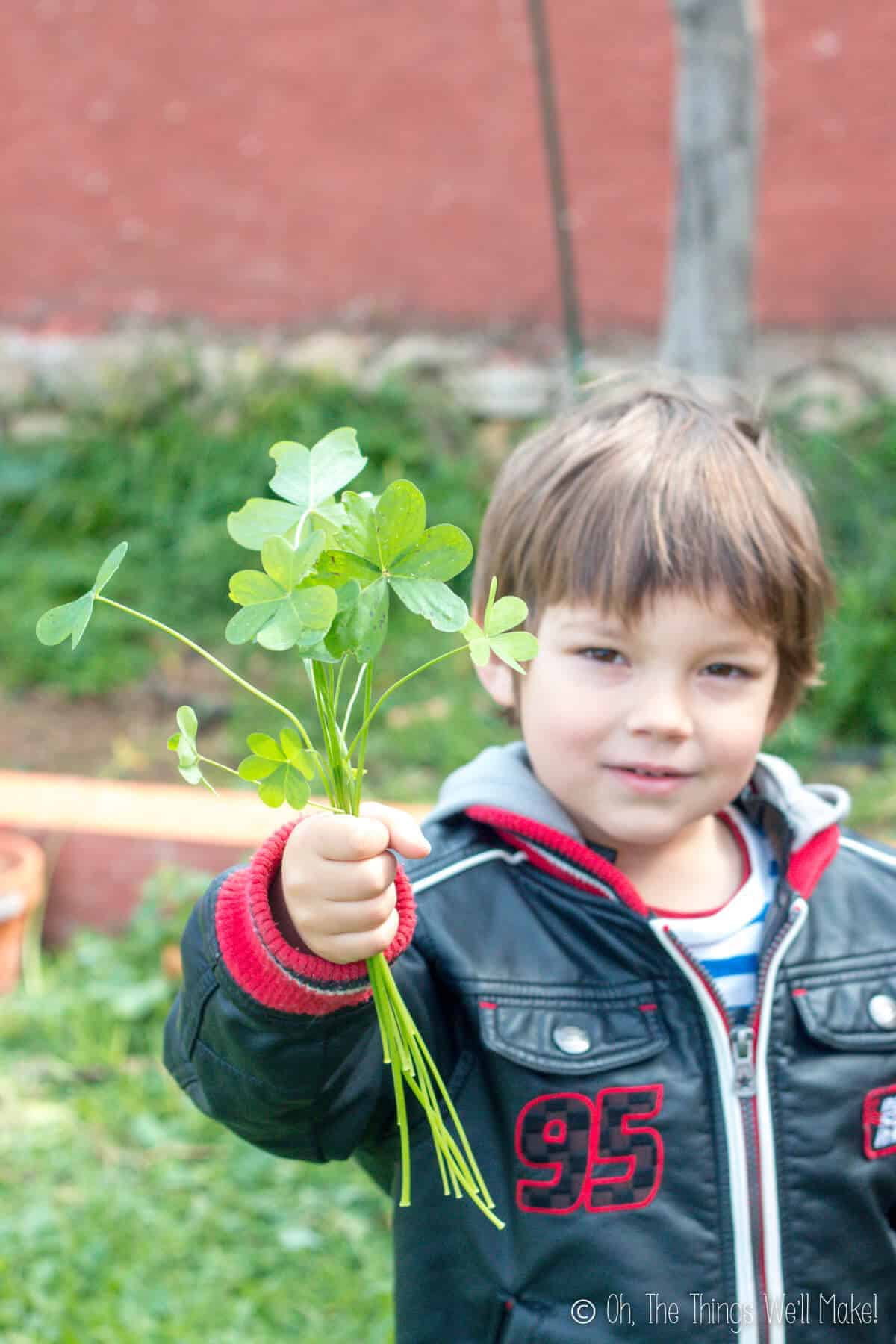 A young boy holding a bunch of clovers in his hand, ready to use them for a fun St. Patrick's Day project.