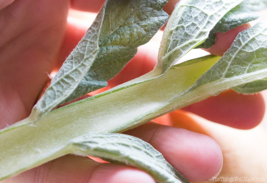 A stalk of the artichoke thistle plant