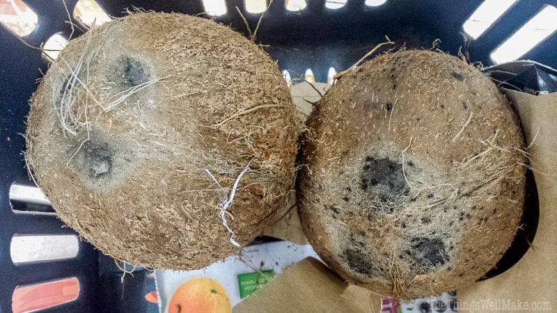 Two coconuts as seen from overhead, one with visible mold