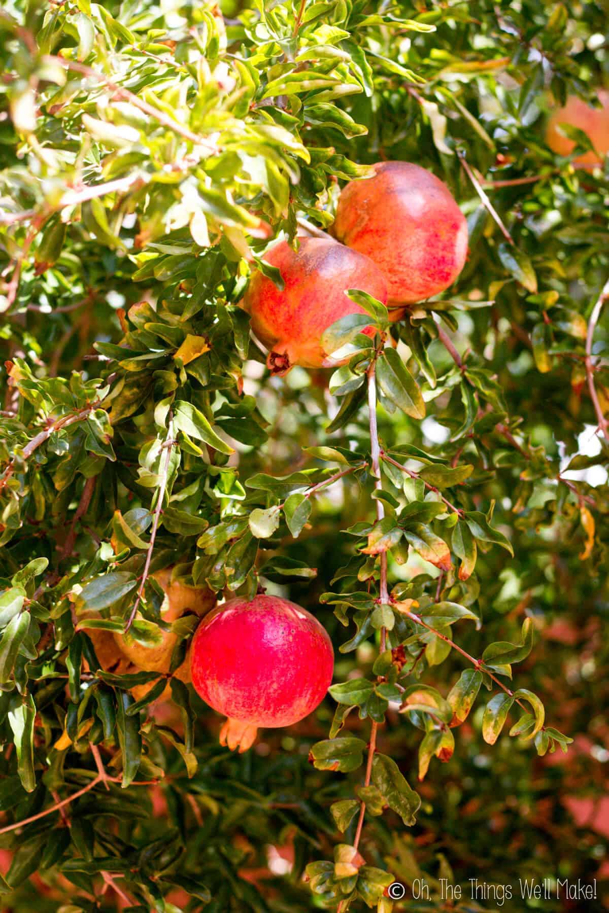 Several pomegranates growing on a pomegranate tree