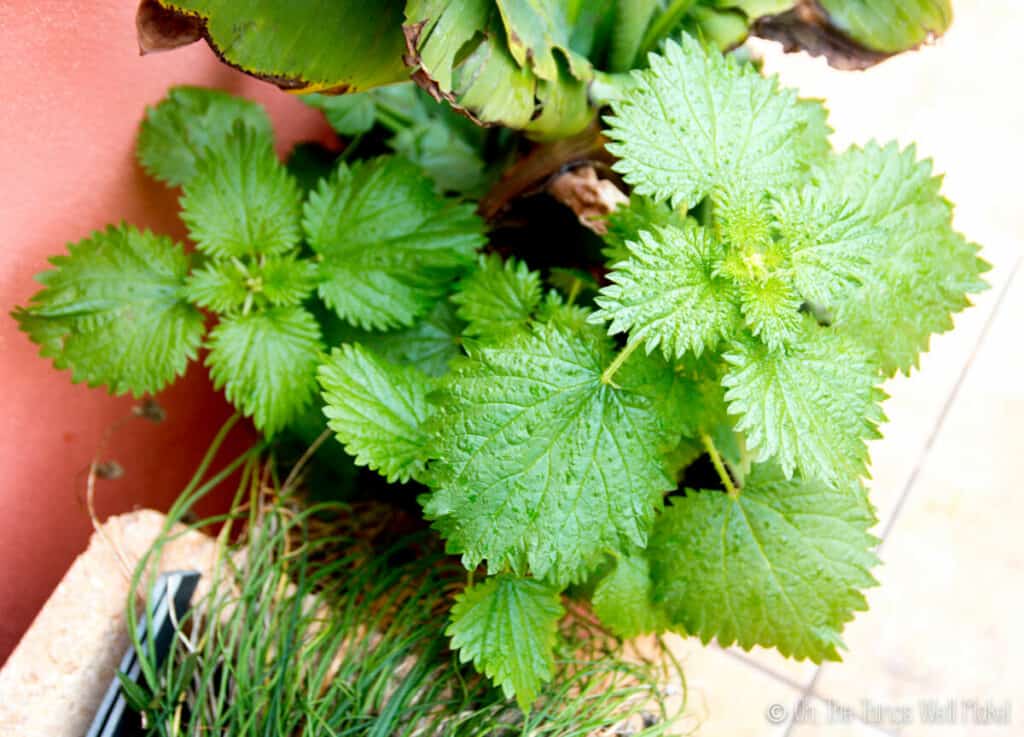 overhead view of several stinging nettle plants.