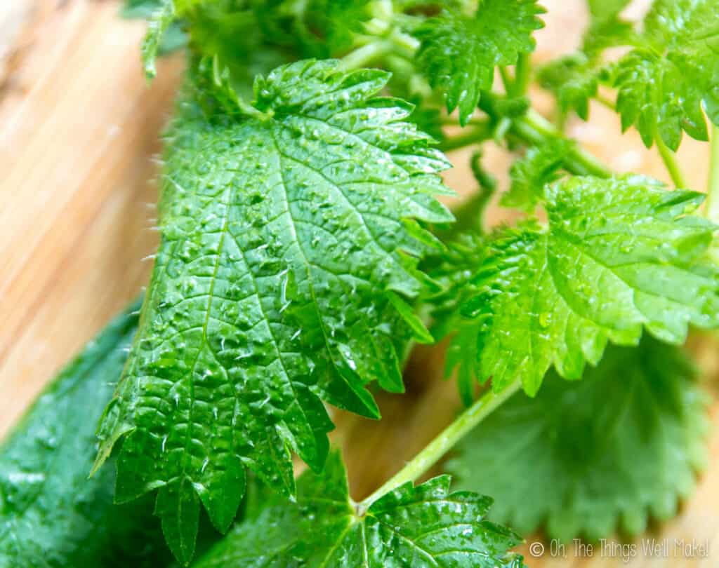 Closeup of stinging nettle leaves, showing the hairlike projections that produce a sting when touched.