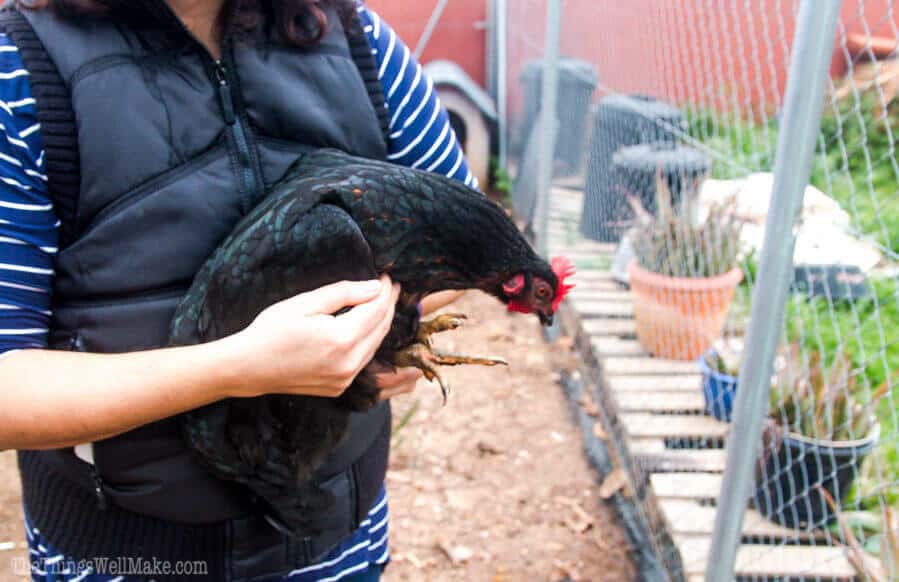 Keep your chickens safe in their enclosure by learning how to clip a chicken's wings to prevent it from flying away. It's easy and only takes a few minutes.