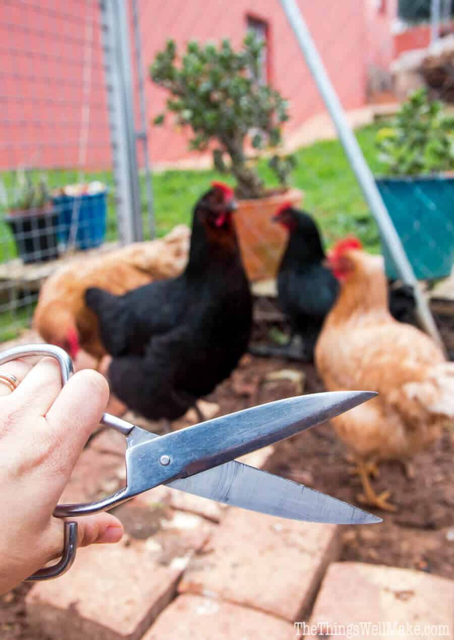 Keep your chickens safe in their enclosure by learning how to clip a chicken's wings to prevent it from flying away. It's easy and only takes a few minutes.