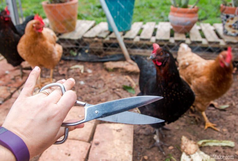 Keep your chickens safe in their enclosure by learning how to clip a chicken's wings to prevent it from flying away. It's easy and only takes a few minutes.
