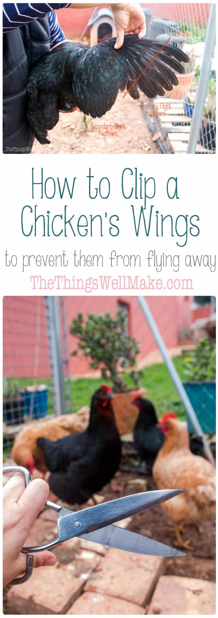 How to Clip a Chicken's Wings to Prevent Flying Away - Oh, The Things ...