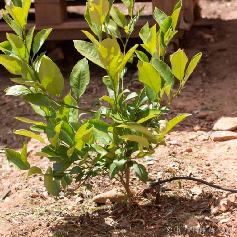 A plant with a rubber hose irrigating system at its base.