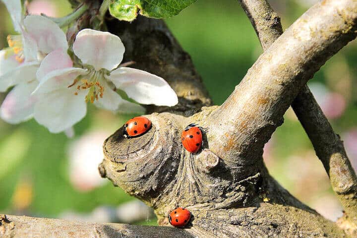 3 ladybugs on a tree branch