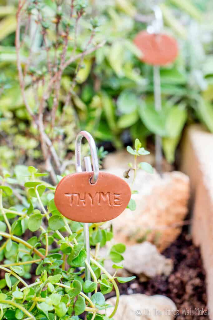 A closeup of a thyme plant with a clay plant marker with the word "thyme" coming from the center of the plant. Other herbs with a label are in the background.