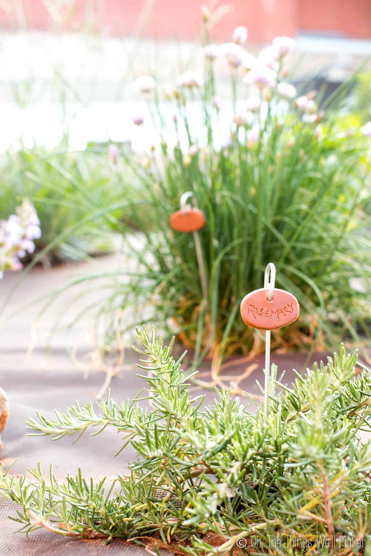 A rosemary plant marked with a homemade faux terra cotta garden marker with other herbs and markers in the background.